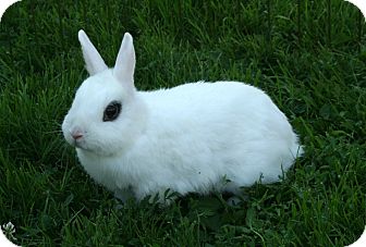 bunny dwarf hotot