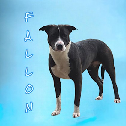 Thumbnail photo of Fallon #2