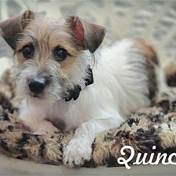 Thumbnail photo of Quincy #1