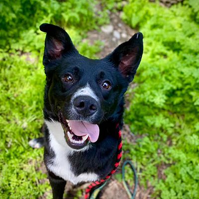 Boise, ID - Border Collie. Meet Benny a Pet for Adoption - AdoptaPet.com