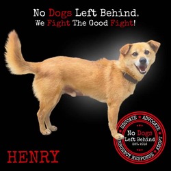 Thumbnail photo of Henry 2167 #2