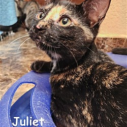 Thumbnail photo of Juliet #1