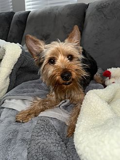 Dash The Yorkie Photo #2