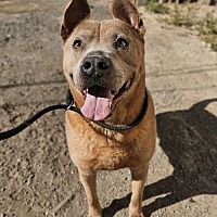 adopt a pet