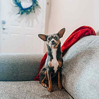 adopt a pet