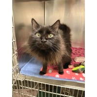 adopt-pet