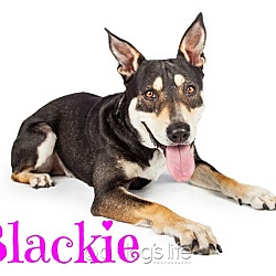 Thumbnail photo of Blackie #1