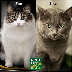 Thumbnail photo of Zoe & Sira #1