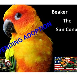 Thumbnail photo of Beaker the Sun Conure #2