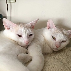 Thumbnail photo of Snowball & Frankie (declawed) #1
