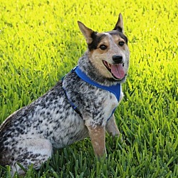 Ft. Myers, FL - Blue Heeler. Meet Gunner a Pet for Adoption - AdoptaPet.com