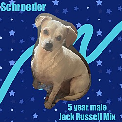 Photo of SCHROEDER 5 YEAR JACK RUSSELL