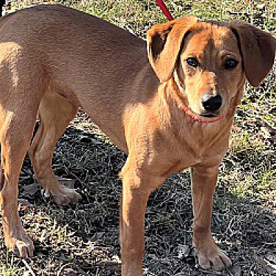 Royal Oak, MI - Rhodesian Ridgeback/Dachshund. Meet Abigail 23 lbs of ...