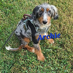 Thumbnail photo of Archie (Mini Bernedoodle mix) #2