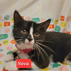 Photo of Nova(Orion and Celeste adopted