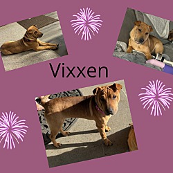 Photo of Vixxen