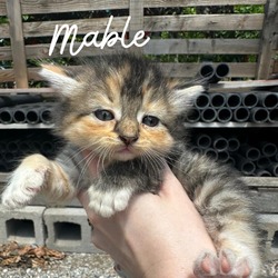Thumbnail photo of Mable #1