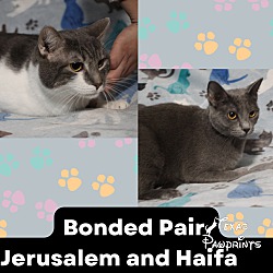 Thumbnail photo of Bonded Jerusalem & Haif #1