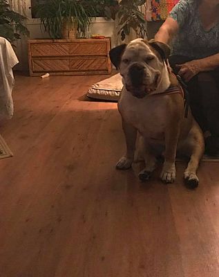 Decatur Il American Bulldog Meet Dakota A Pet For Adoption