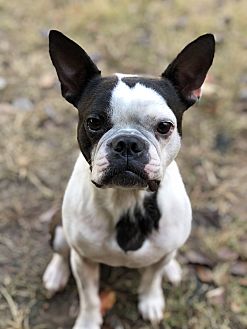 Acworth, GA - Boston Terrier. Meet Millie a Pet for Adoption.
