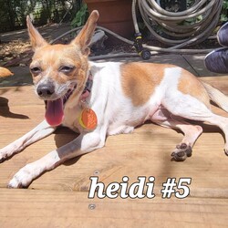 Photo of Heidi #5