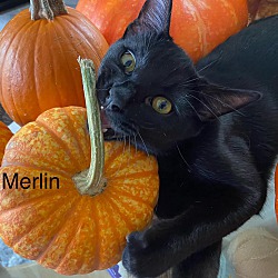 Photo of Merlin