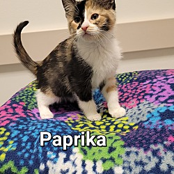 Thumbnail photo of Paprika #1