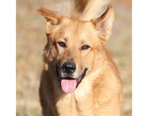 Wilmington, NC - German Shepherd Dog. Meet A479203 a Pet for Adoption ...