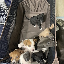 Photo of Blue's Babies