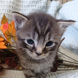 Photo of kitten1