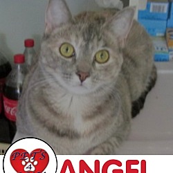 Thumbnail photo of Angel #1