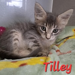 Thumbnail photo of Tilley #1