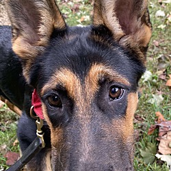 Thumbnail photo of Ranger (4-6 month PUPPY) #2