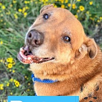 adopt a pet