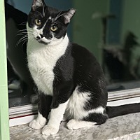 adopt a pet