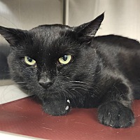 adopt-pet
