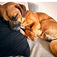 adopt a pet