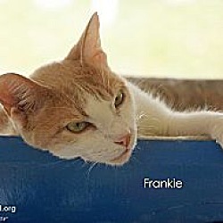 Thumbnail photo of Frankie #2