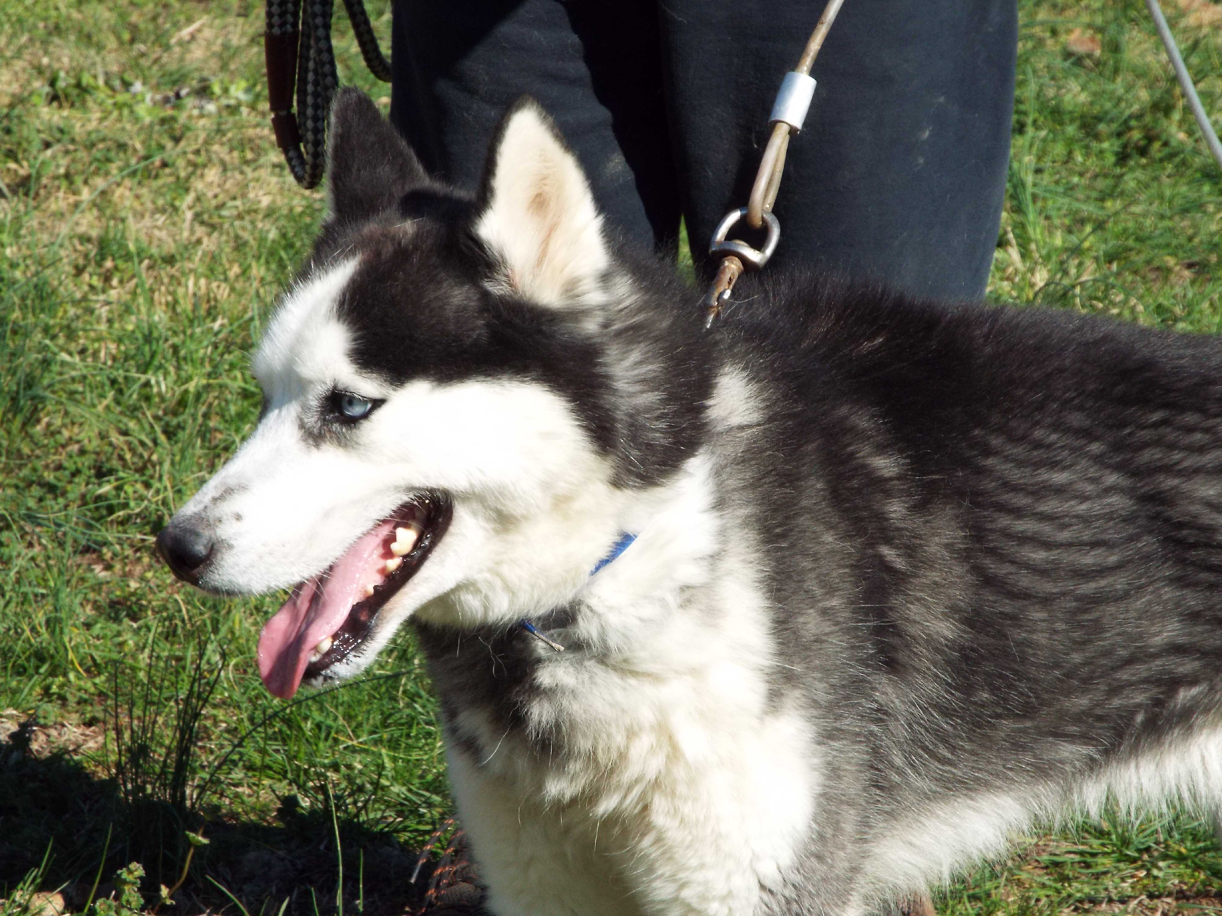 Adopt CONA a Black - with White Siberian Husky / Mixed dog in Watha ...