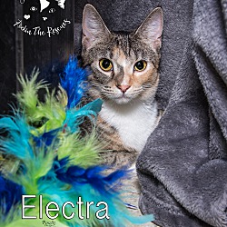 Photo of Electra