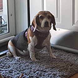 Photo of Chilli