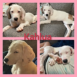 Photo of Kahula