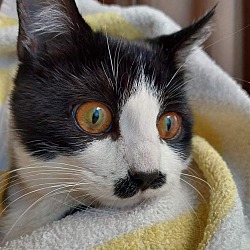 Photo of Freddie Meow-cury