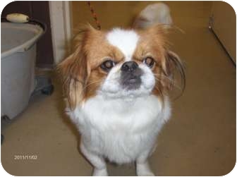 japanese chin rescues