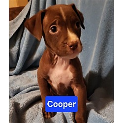 Photo of Basket Pup Cooper