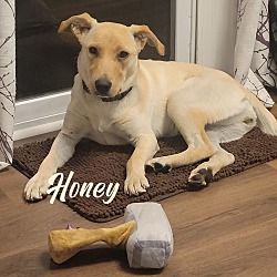 Thumbnail photo of Honey #1