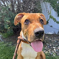 adopt a pet