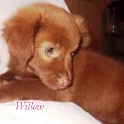 Thumbnail photo of Willow #3