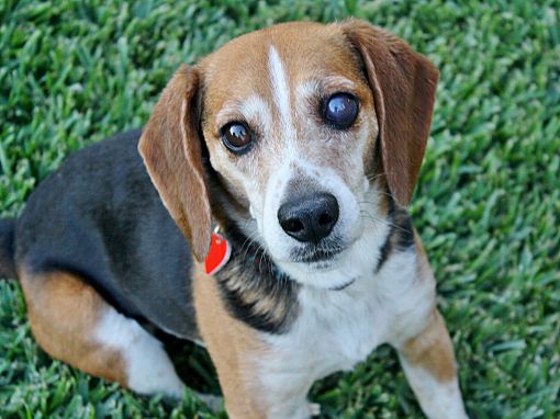 South Gate, CA - Beagle. Meet Ben (and Sandy) a Pet for Adoption ...