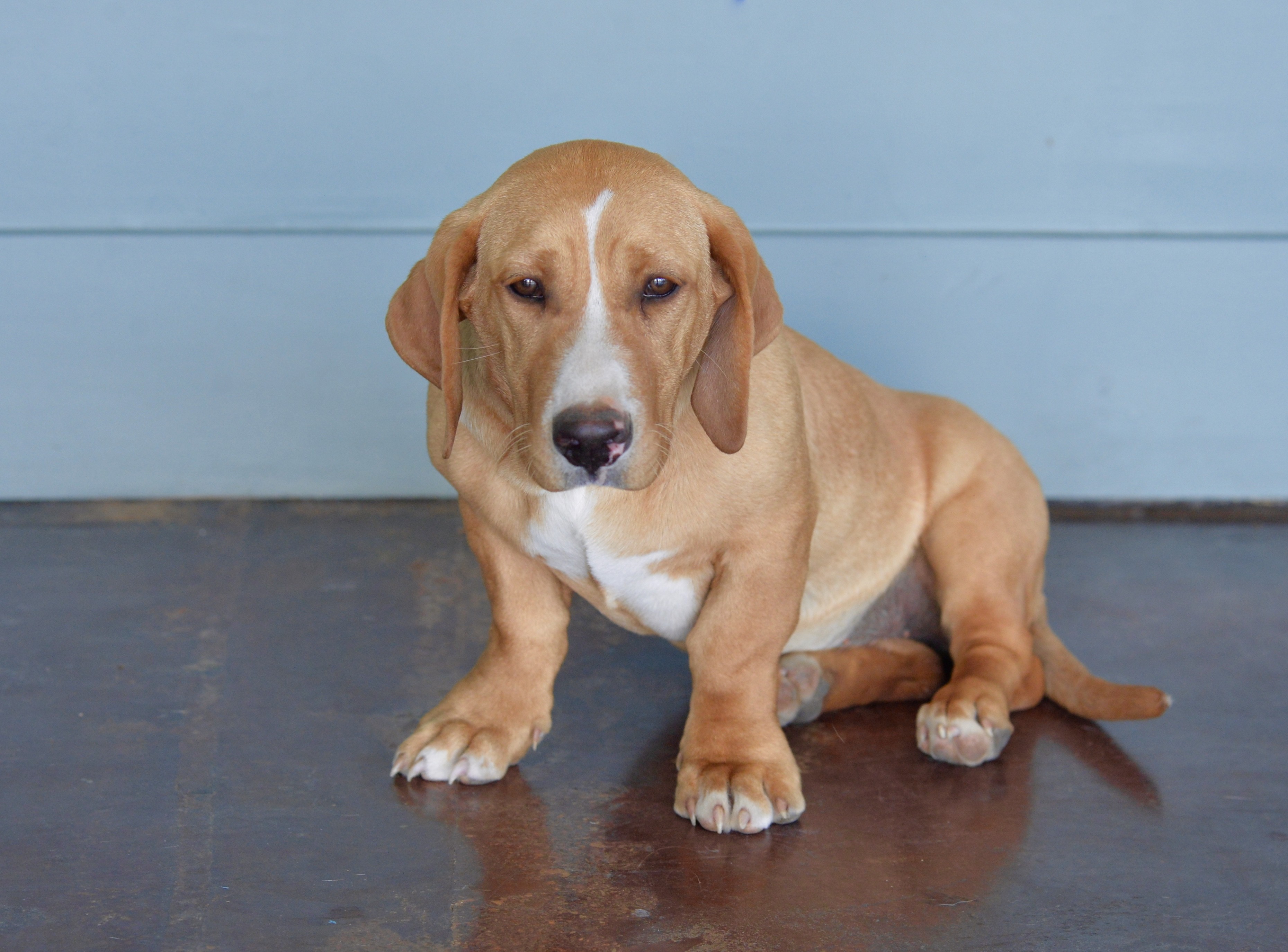 Amedelyofpotpourri: Basset Hound Rescue San Antonio Tx